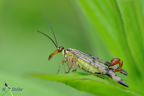 Gemeine Skorpionsfliege (Panorpa communis)